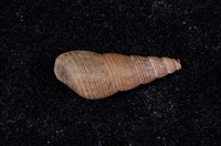 藏品(網蜷)的圖片